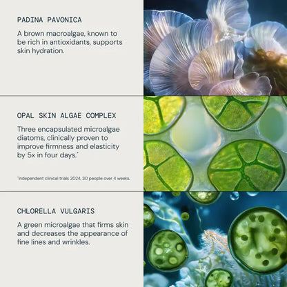 Three types of microalgae with close-up images and text descriptions on a white background.